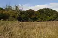 Southern edge of Crook's Copse from the northern fringe of High Wood.