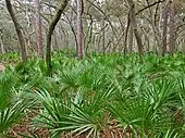In Manatee Springs State Park, Florida