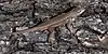 Southwestern fence lizard (Sceloporus cowlesi), in situ, Culberson County, Texas