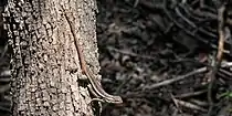 Northern rose-bellied Lizard (Sceloporus marmoratus), photographed in situ, Santa Ana National Wildlife Refuge, Texas, USA (14 April 2016).