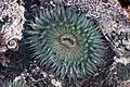 A sea anemone in the Pacific Ocean, Baja California, Mexico