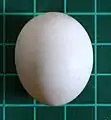 Egg of a senegal parrot, a bird that nests in tree holes, on a 1 cm (0.39 in) grid