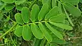 Leaves closeup