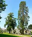 Trees in Abbey Garden