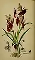 Serapias cordigera