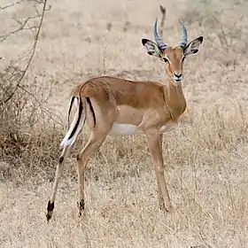 Image 7ImpalaPhoto: IkiwanerThe impala (Aepyceros melampus) is a medium-sized African antelope. The name comes from the Zulu language. They are normally reddish-brown, with lighter flanks, white underbellies, and a characteristic "M" marking on the rear. Males have lyre-shaped horns, which can reach up to 90 cm (35 in) in length. They are strong jumpers, able to reach distances more than 10 m (33 ft) in a single bound. They are also fast runners, capable of reaching speeds up to 90 km/h (56 mph).More selected pictures