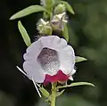 Sesamum indicum