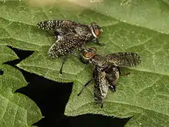 Platystoma seminationis  Courtship