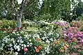 Royal National Rose Society Gardens (2010)