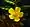 Argentina anserina, silverweed cinquefoil, Moonlight Bay vicinity