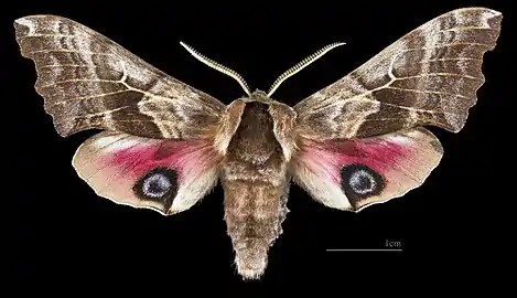 Male dorsal