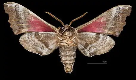 Male ventral