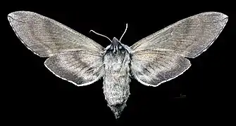 Female ventral view