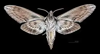 Male ventral