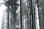 Montane rainforest in Ella valley