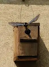 Great tit leaving its wooden nest box