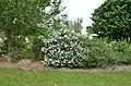 A fully mature Miss Kim lilac plant. This plant has many flowers blossoms towards one side of the shrub. One side blossoms could have been caused by inadequate sun exposure to the other side of the plant.