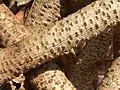 stems