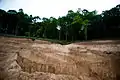 Forest destruction in summer 2012