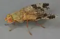 Tephritis bardanae.North Wales