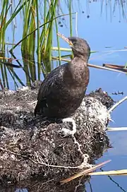 Tethered cormorant