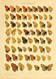 Issoria eugenia in Seitz 68e