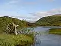 A small fresh lochan above Cuil Bay supporting Mute Swan and a few ducks.