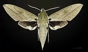 Female dorsal view