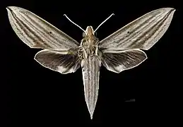 Female dorsal view