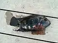Tilapia caught at Pandan Reservoir