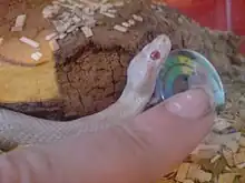 Small white snake next to human index finger, demonstrating its size