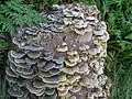 Color variation of T. versicolor on the same tree stump