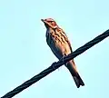 In Gujarat, India