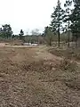 Tree clearance Wigpool Common