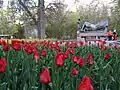Tulip Festival 2009 in Sculpture Garden, Assiniboine Park