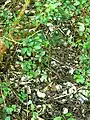 Oyster shells visible beneath the overgrowth
