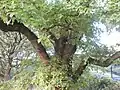 Branching