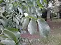 Foliage