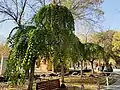 Ulmus pumila 'Pendula' in Urumqi Botanical Garden, Xinjiang, China