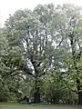 Belgrave Crescent Gardens elm