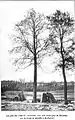'Belgica' near Rochefort, Belgium (1904), 9 feet (2.7 m) in girth at 48 years : p.1871