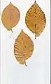 From same trees. Length 5–6&nbsp;in (13–15&nbsp;cm) from petiole-end to leaf-tip, width 2.5–3&nbsp;in (6.4–7.6&nbsp;cm).