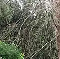Pendulous branchlets