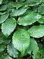 Leaves of Woodvale Cemetery tree, Brighton