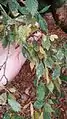 Leaves