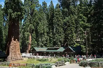 The Giant Forest Museum with the Sentinel Tree (far left)