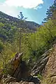 Habitat of Satyrus ferula (Val Noci, Genoa, Italy, about 500 m a.s.l.)