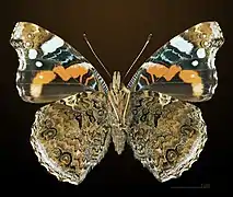 Adult butterfly (ventral)