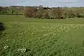 Typical views of the daffodil flowering area