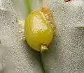 Day 4: Germination has commenced.
